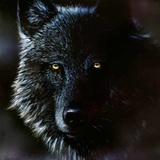 Zeewulf