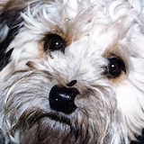 Alfredo Garcia
