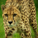 SpottyCat